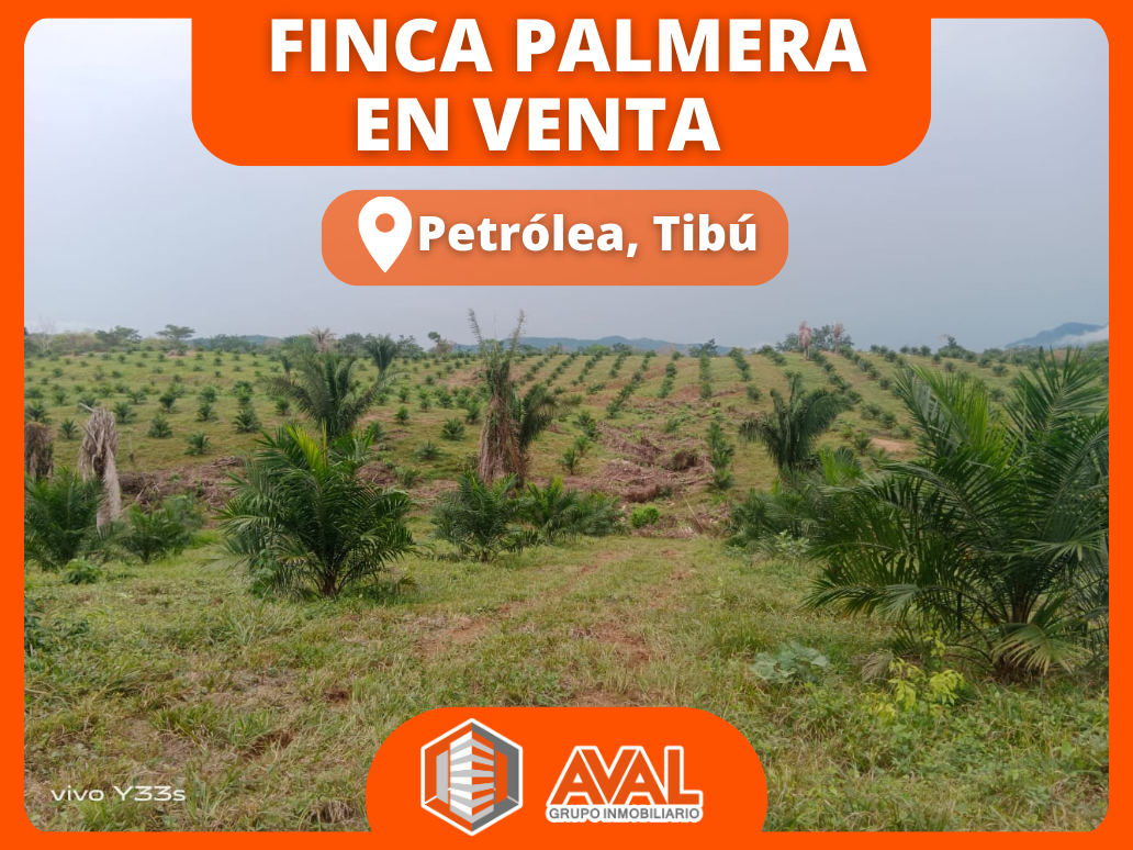 ¡EXCELENTE OPORTUNIDAD! FINCA PALMERA EN VENTA, UBICADA EN PETROLEA, ANTES DE CAMPO 2, TIBÚ 🤩